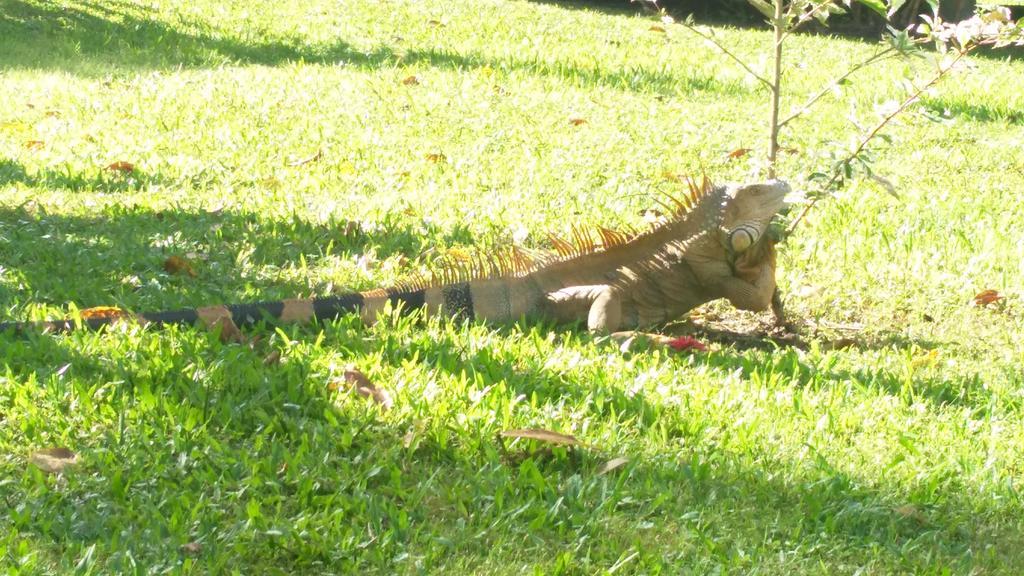 All Rankins Eco-Lodge Tortuguero Ngoại thất bức ảnh